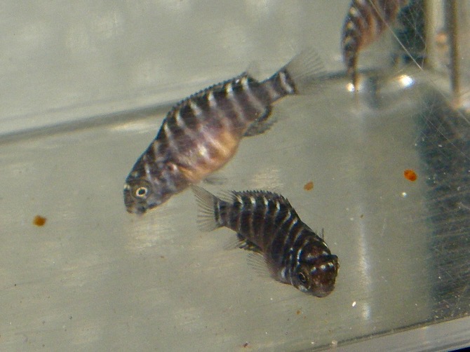 トロフェウス モーリィ レッドレインボー 繁殖 幼魚 稚魚 Tropheus moorii Redraibow breed fry 393.jpg