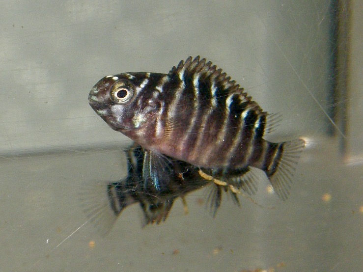 トロフェウス モーリィ レッドレインボー 繁殖 幼魚 稚魚 Tropheus moorii Redraibow breed fry 395.jpg