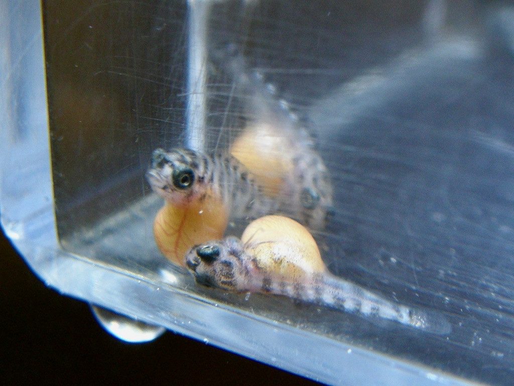 トロフェウス モーリィ レッドレインボー 繁殖 幼魚 稚魚 Tropheus moorii Redraibow breed fry 416.jpg