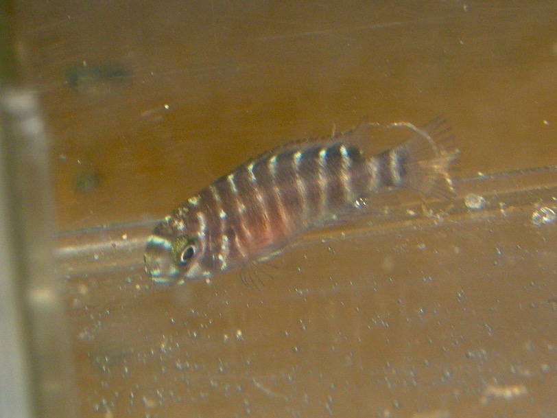 トロフェウス モーリィ レッドレインボー 繁殖 幼魚 稚魚 Tropheus moorii Redraibow breed fry 418.jpg