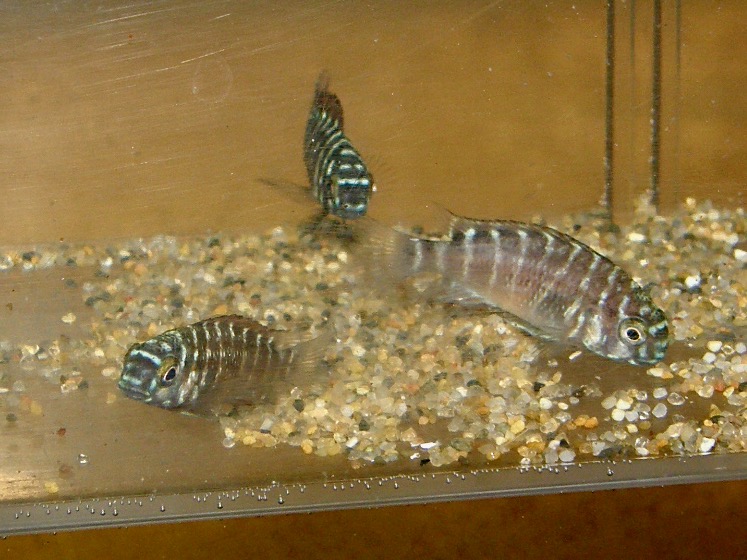 トロフェウス モーリィ レッドレインボー 繁殖 幼魚 稚魚 Tropheus moorii Redraibow breed fry 421.jpg