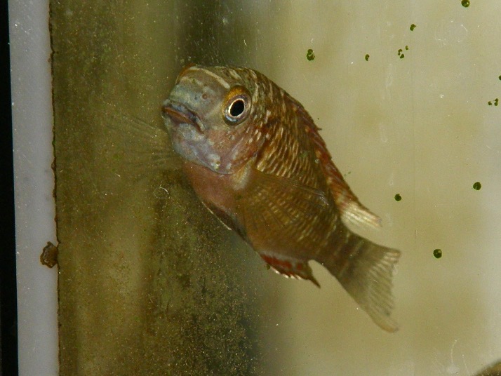 トロフェウス モーリィ レッドレインボー 繁殖 幼魚 稚魚 Tropheus moorii Redraibow breed fry 431.jpg