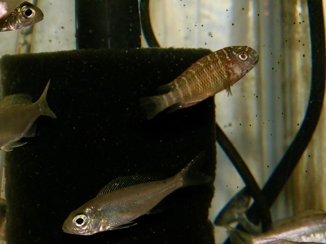 トロフェウス モーリィ レッドレインボー 繁殖 幼魚 稚魚 Tropheus moorii Redraibow breed fry 432.jpg