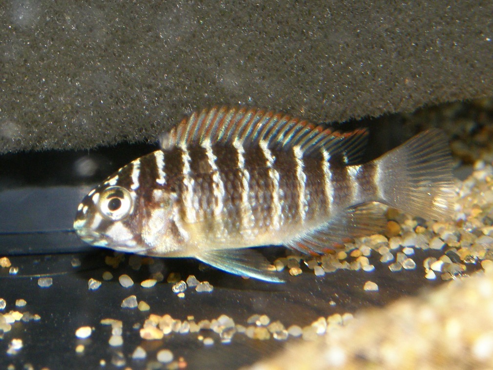 トロフェウス モーリィ レッドレインボー 繁殖 幼魚 稚魚 Tropheus moorii Redraibow breed fry 445.jpg