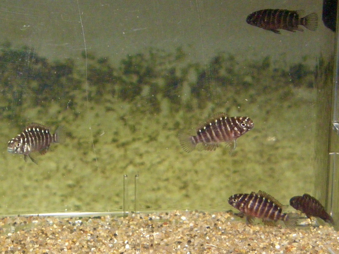 トロフェウス モーリィ レッドレインボー 繁殖 幼魚 稚魚 Tropheus moorii Redraibow breed fry 447.jpg