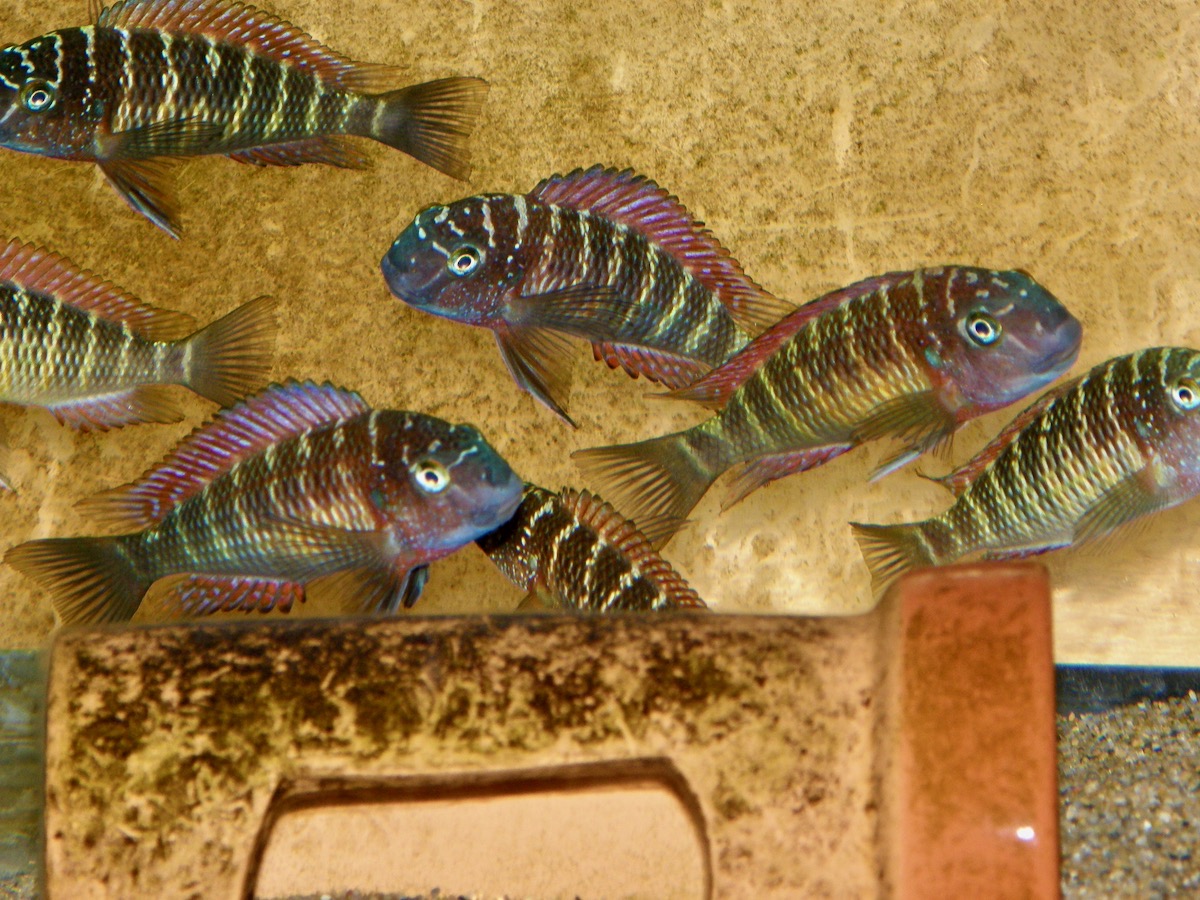 トロフェウス モーリィ レッドレインボー Tropheus moorii Redraibow 459.jpg