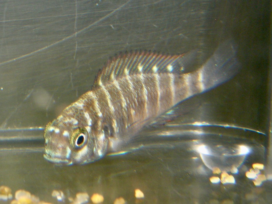 トロフェウス モーリィ レッドレインボー 繁殖 幼魚 稚魚 Tropheus moorii Redraibow breed fry 466.jpg