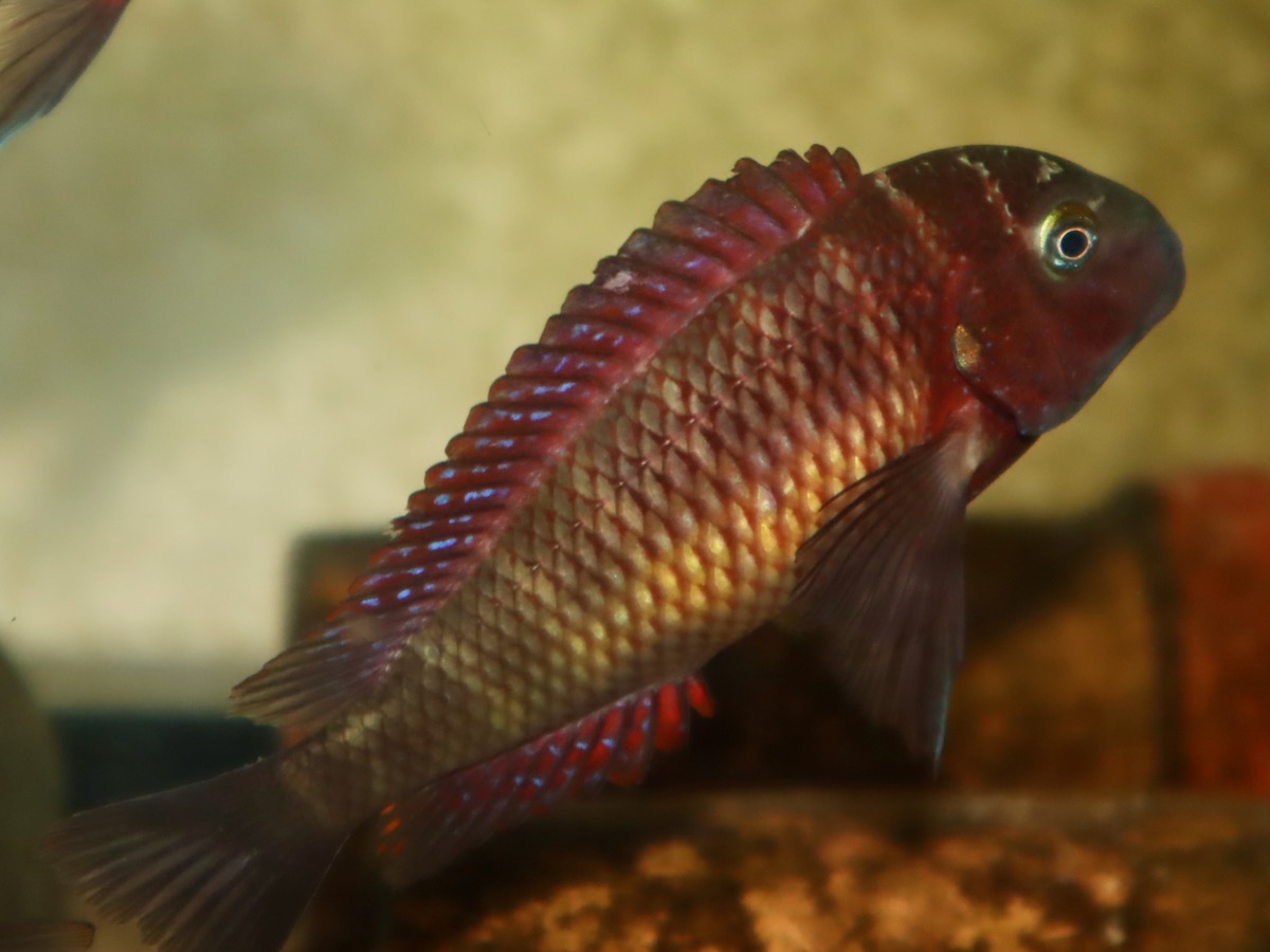 トロフェウス モーリィ レッドレインボー 繁殖 幼魚 稚魚 Tropheus moorii Redraibow breed fry 523.jpg