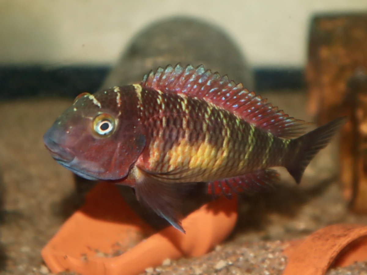 トロフェウス モーリィ レッドレインボー 繁殖 幼魚 稚魚 Tropheus moorii Redraibow breed fry 524.jpg