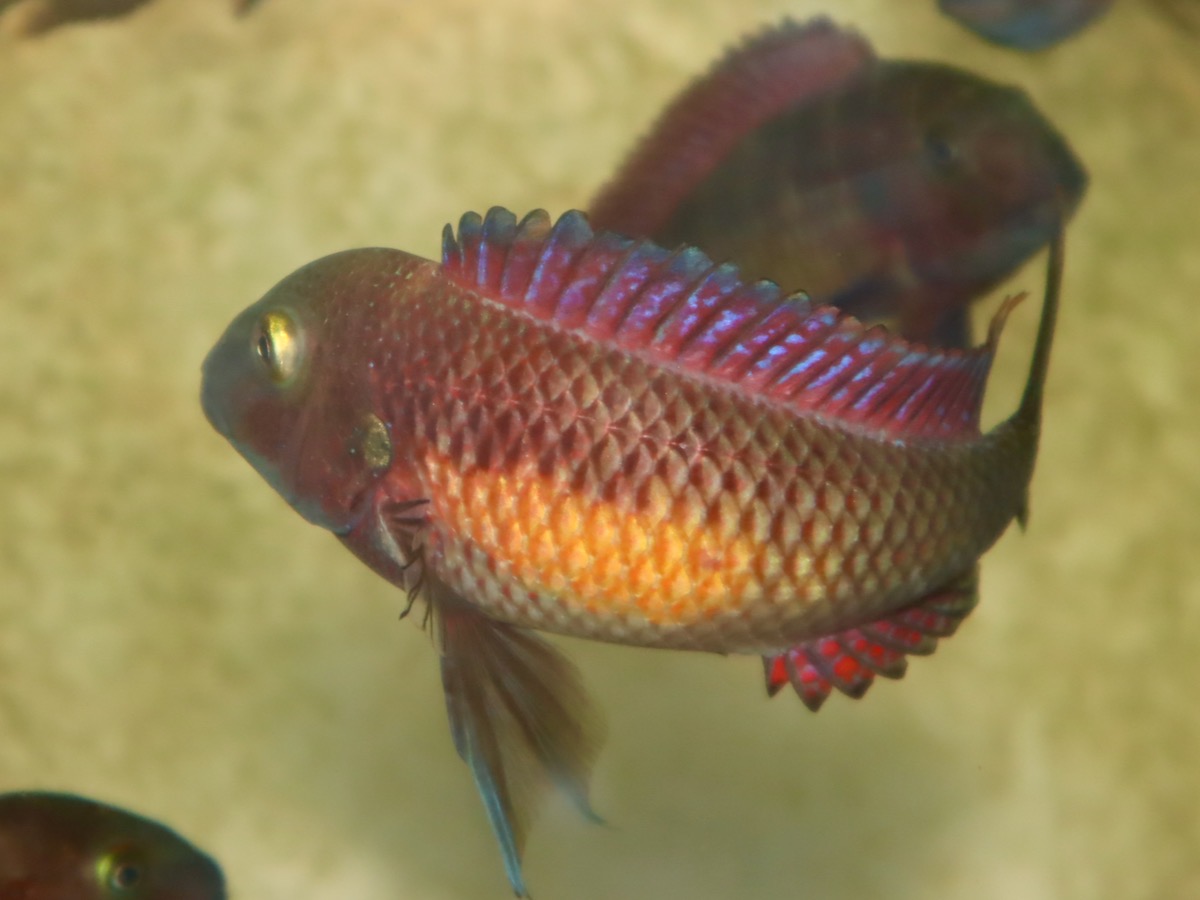 トロフェウス モーリィ レッドレインボー 繁殖 幼魚 稚魚 Tropheus moorii Redraibow breed fry 525.jpg