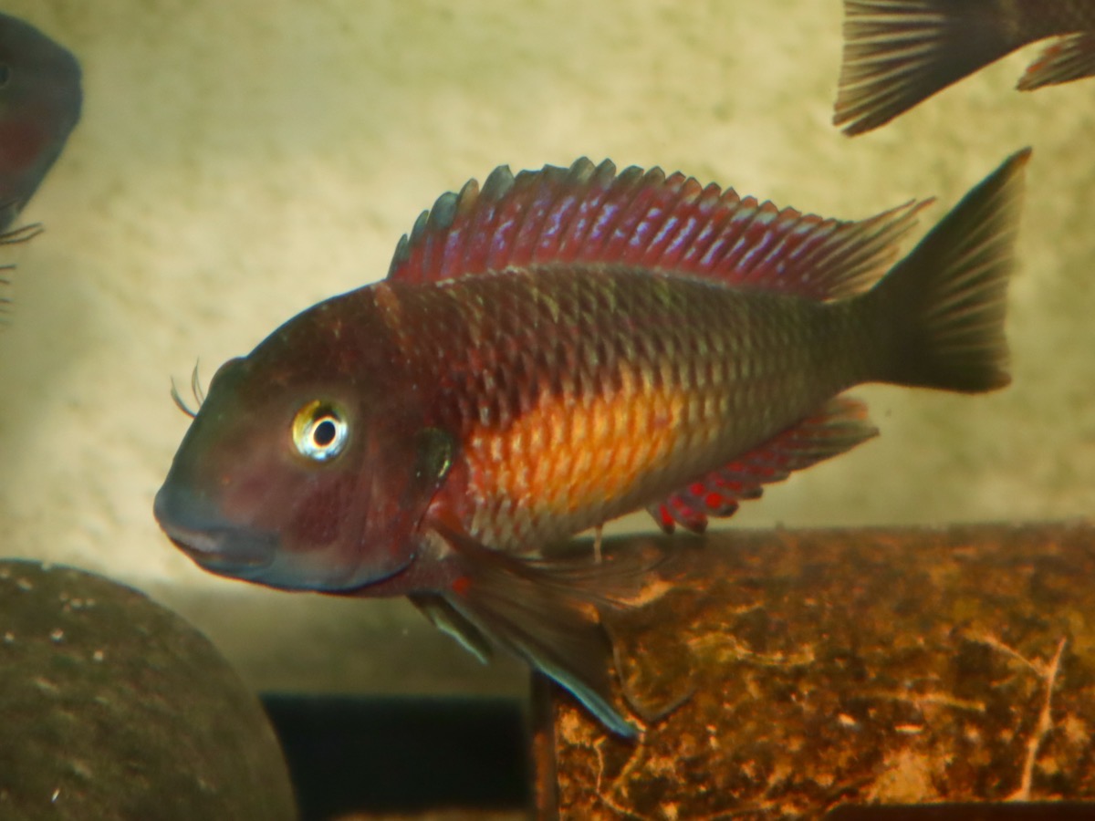 トロフェウス モーリィ レッドレインボー 繁殖 幼魚 稚魚 Tropheus moorii Redraibow breed fry 526.jpg