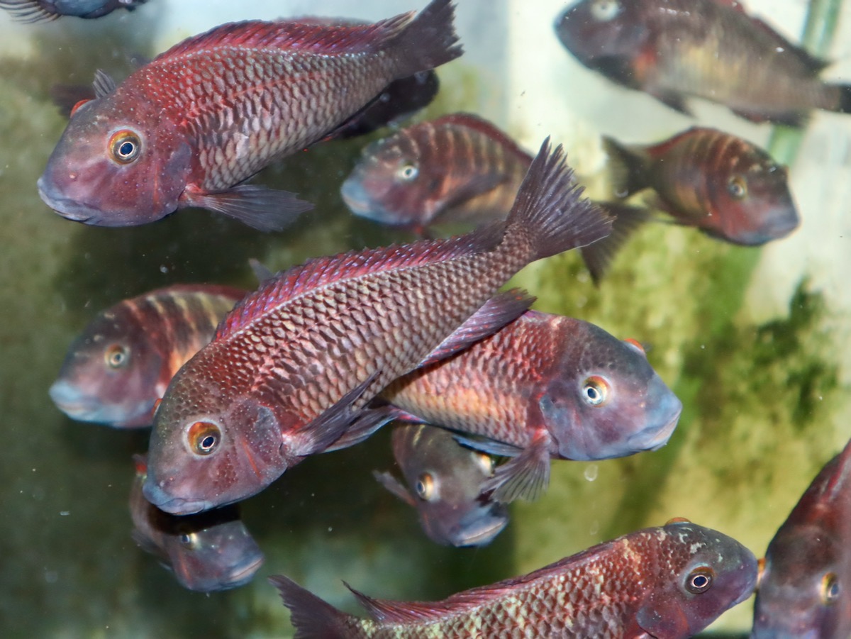 トロフェウス モーリィ レッドレインボー 繁殖 幼魚 稚魚 Tropheus moorii Redraibow breed fry 549.jpg