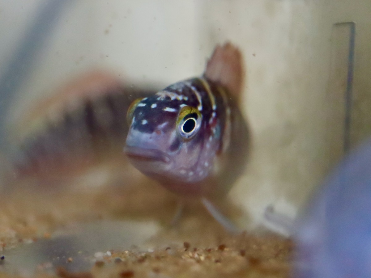 トロフェウス モーリィ レッドレインボー 繁殖 幼魚 稚魚 Tropheus moorii Redraibow breed fry 568.jpg