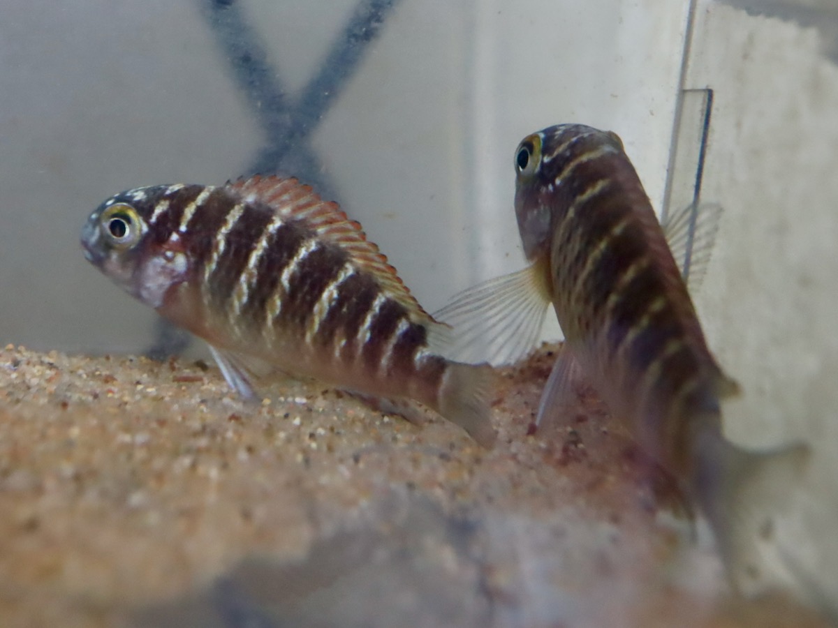 トロフェウス モーリィ レッドレインボー 繁殖 幼魚 稚魚 Tropheus moorii Redraibow breed fry 569.jpg