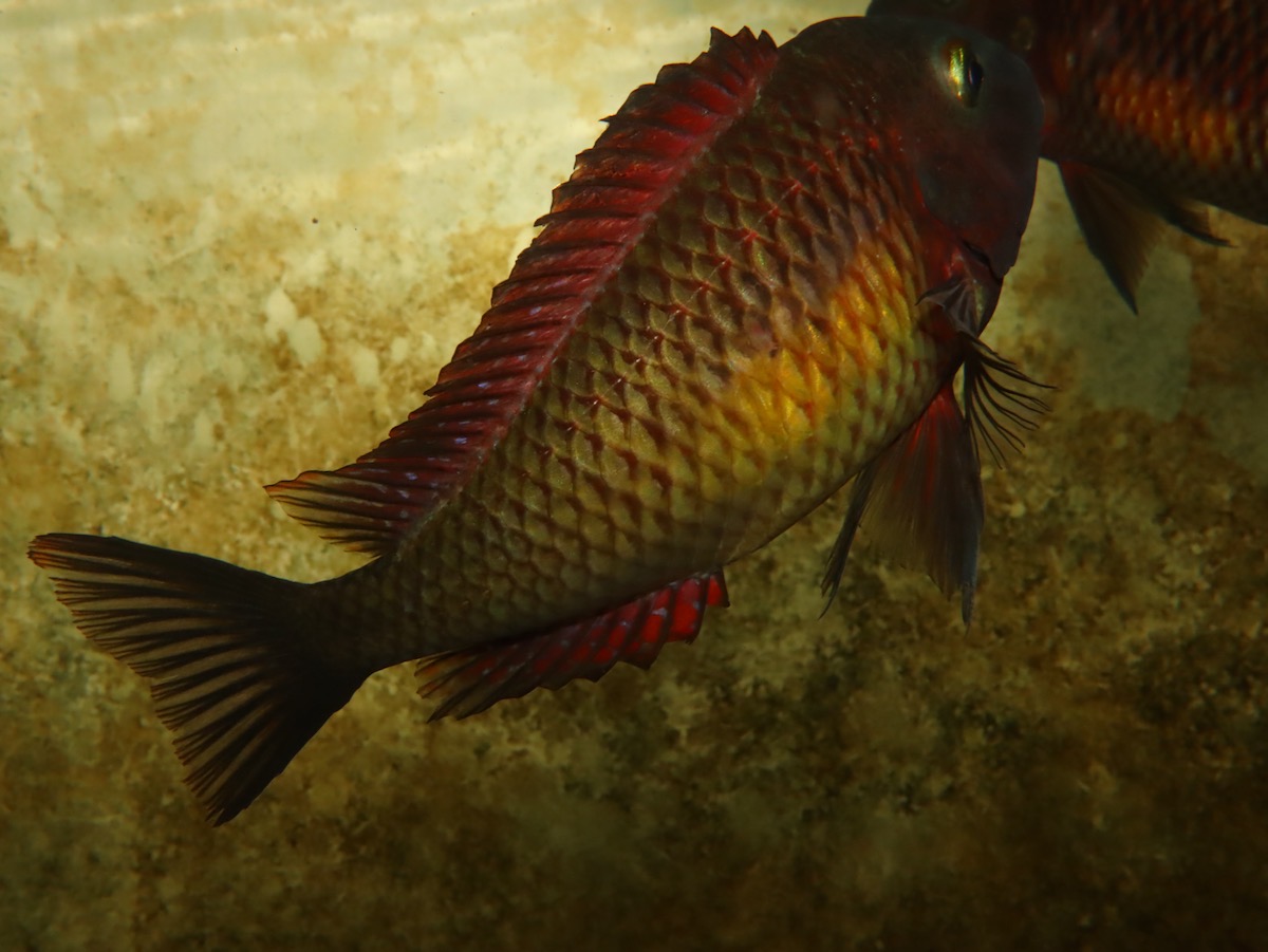 トロフェウス モーリィ レッドレインボー 繁殖 幼魚 稚魚 Tropheus moorii Redraibow breed fry 590.jpg