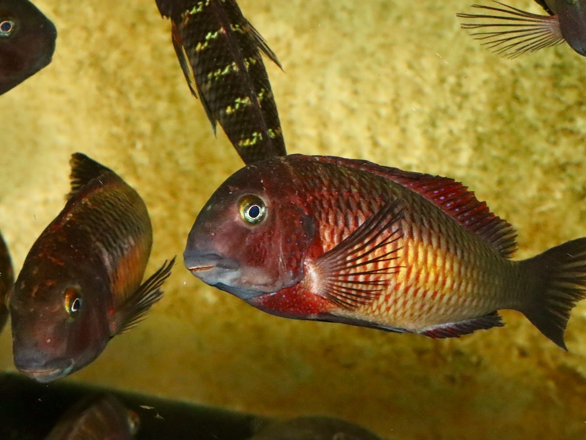 トロフェウス モーリィ レッドレインボー 繁殖 幼魚 稚魚 Tropheus moorii Redraibow breed fry 591.jpg