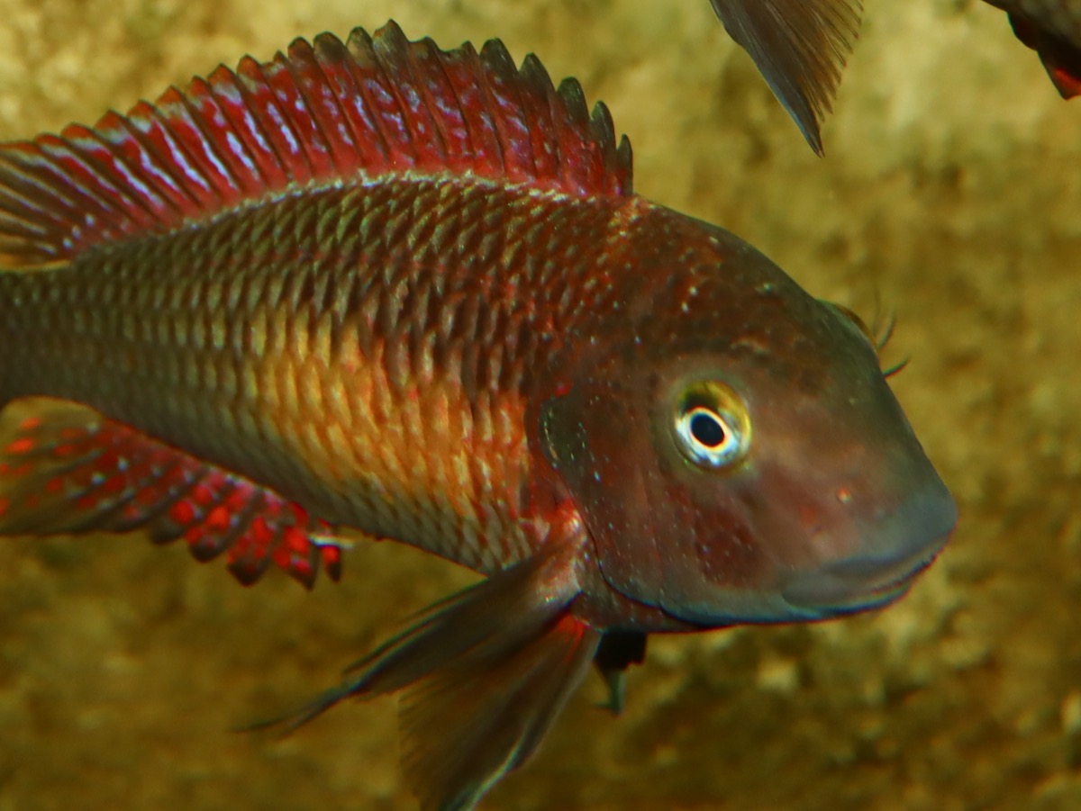 トロフェウス モーリィ レッドレインボー 繁殖 幼魚 稚魚 Tropheus moorii Redraibow breed fry 592.jpg