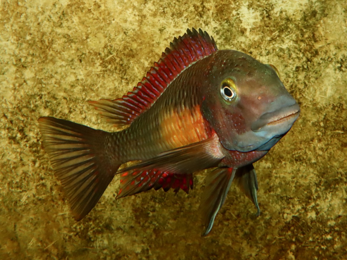 トロフェウス モーリィ レッドレインボー 繁殖 幼魚 稚魚 Tropheus moorii Redraibow breed fry 593.jpg