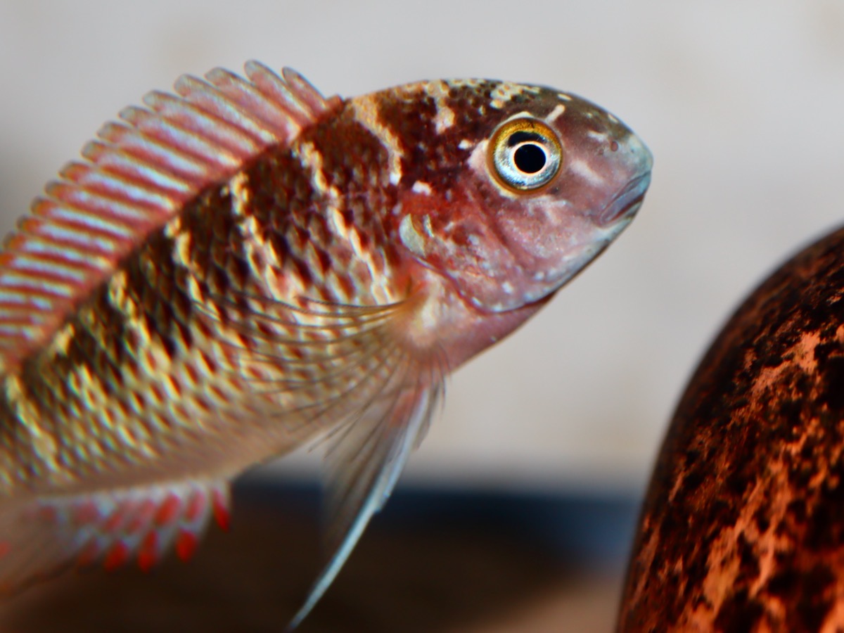 トロフェウス モーリィ レッドレインボー 繁殖 幼魚 稚魚 Tropheus moorii Redraibow breed fry 599.jpg