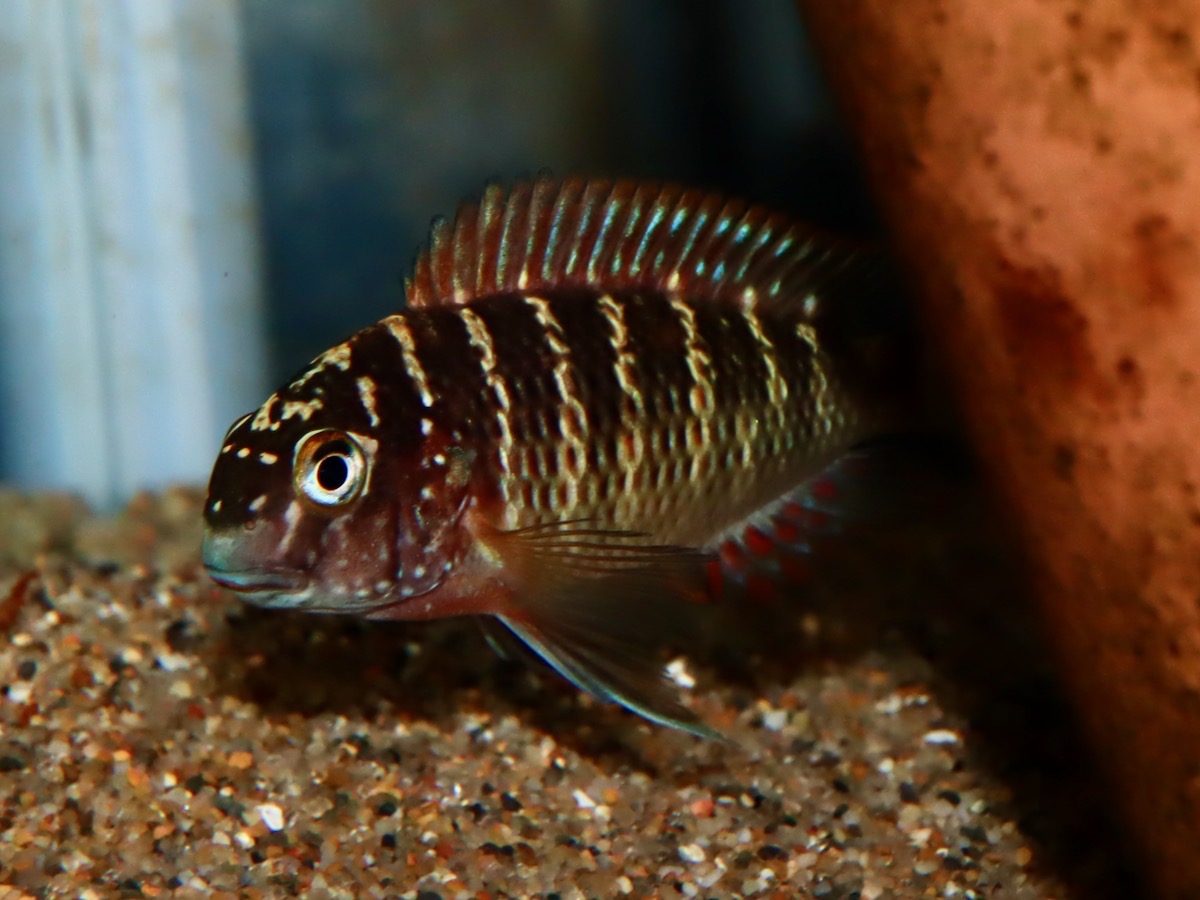 トロフェウス モーリィ レッドレインボー 繁殖 幼魚 稚魚 Tropheus moorii Redraibow breed fry 600.jpg