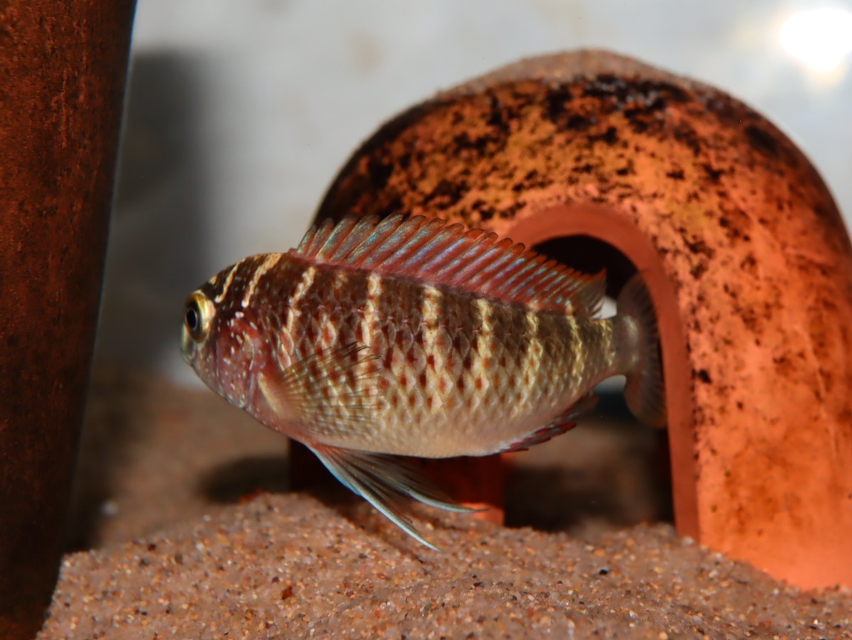 トロフェウス モーリィ レッドレインボー 繁殖 幼魚 稚魚 Tropheus moorii Redraibow breed fry 601.jpg