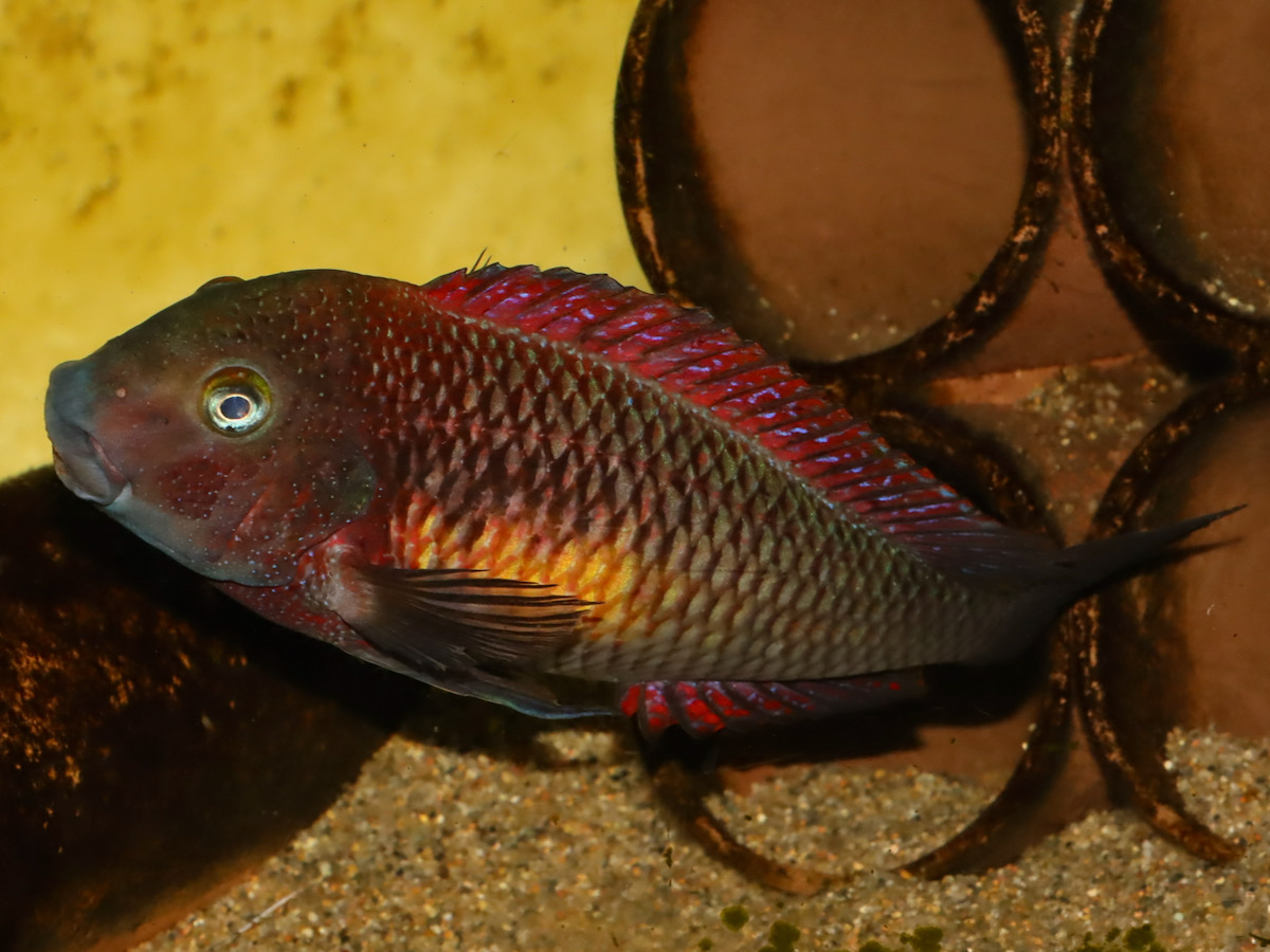 トロフェウス モーリィ レッドレインボー 繁殖 Tropheus moorii Redraibow breed 711.jpg