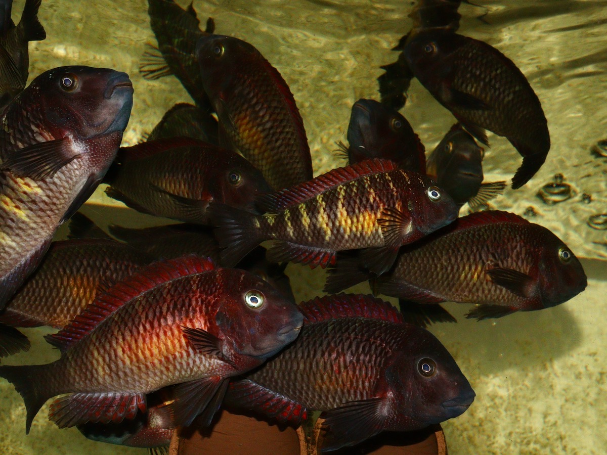 トロフェウス モーリィ レッドレインボー 繁殖 Tropheus moorii Redraibow breed 770.jpg