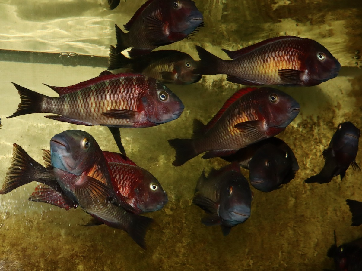 トロフェウス モーリィ レッドレインボー 繁殖 Tropheus moorii Redraibow breed 800.jpg