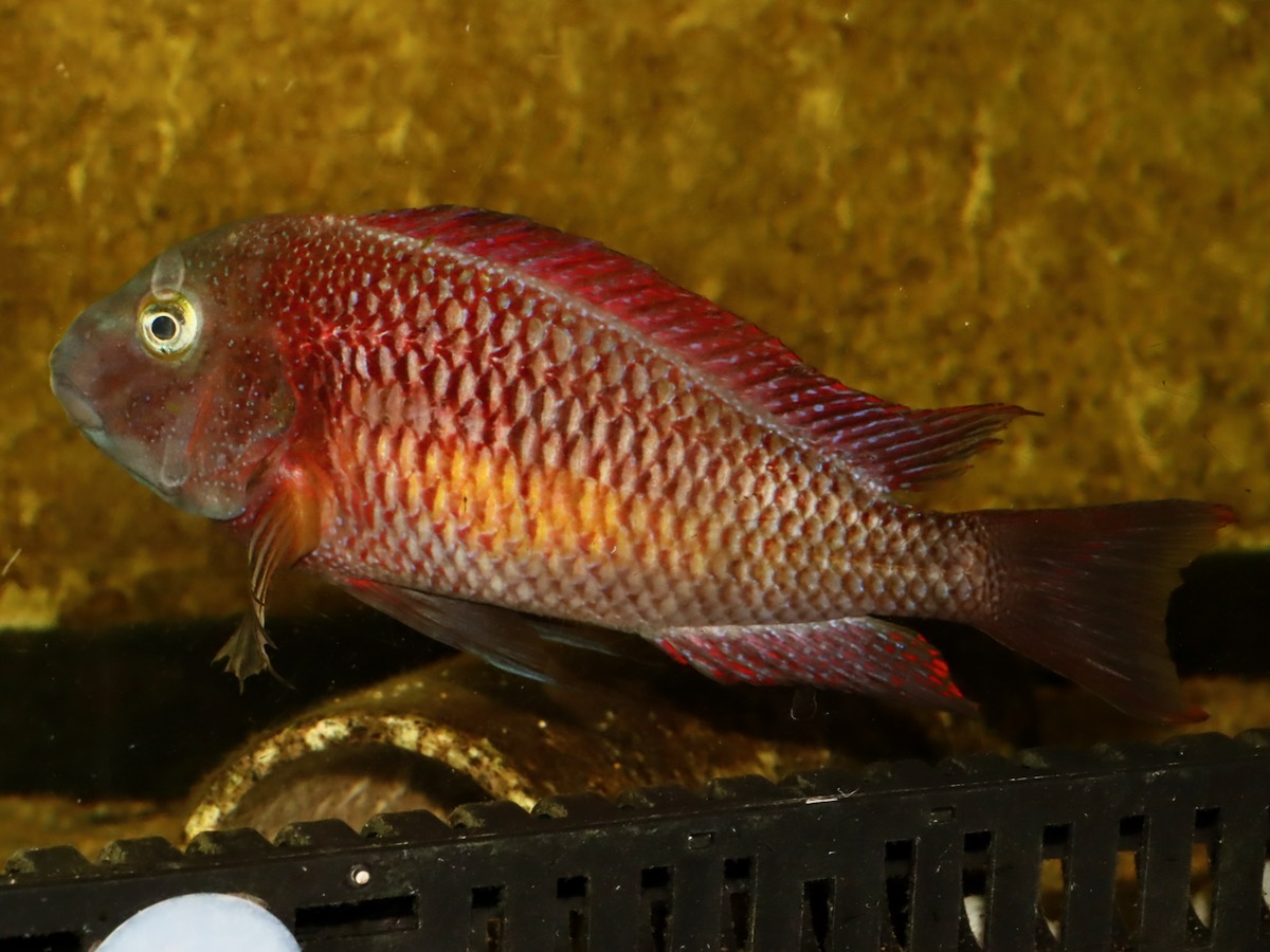 トロフェウス モーリィ レッドレインボー 繁殖 Tropheus moorii Redraibow breed 801.jpg