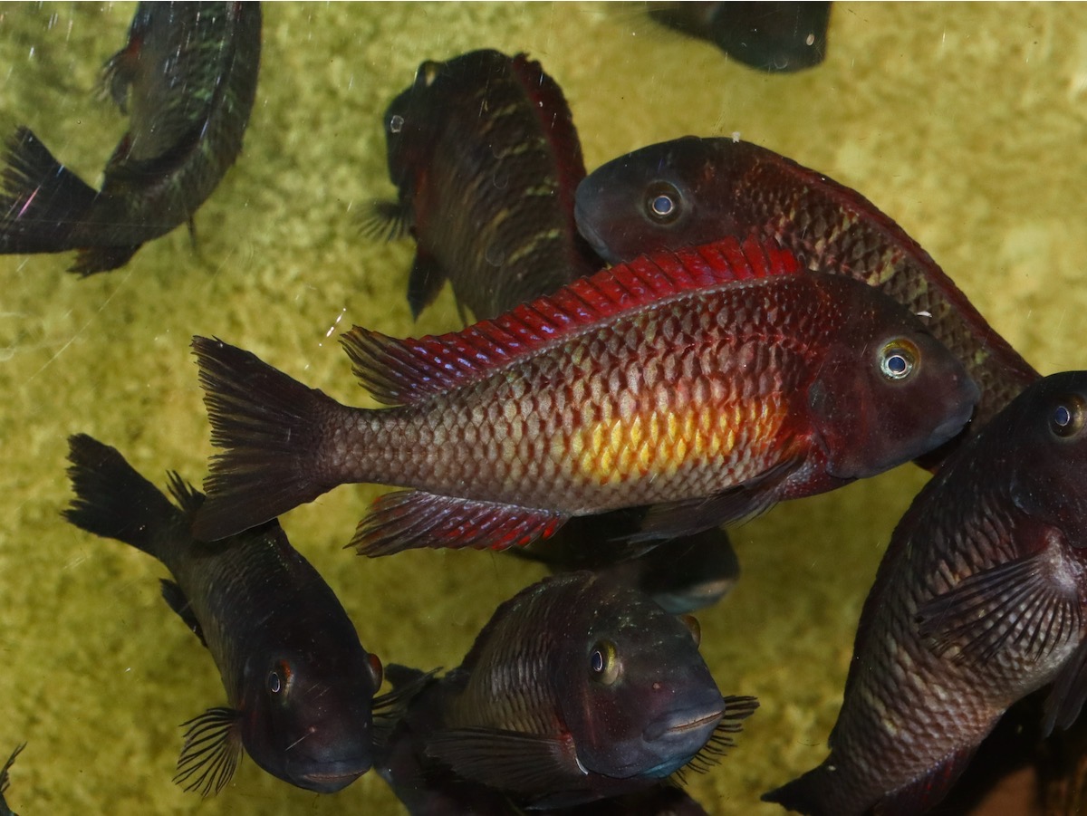 トロフェウス モーリィ レッドレインボー 繁殖 Tropheus moorii Redraibow breed 838.jpg