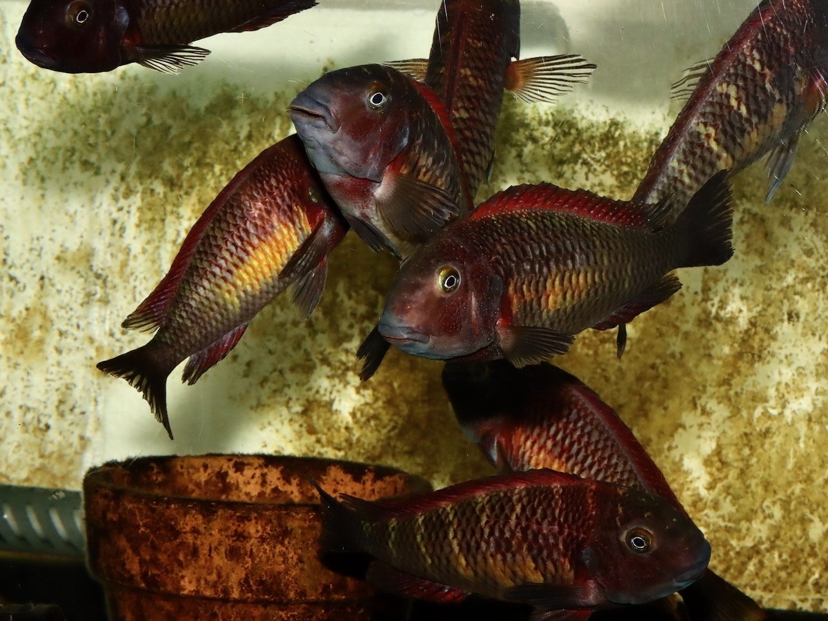 トロフェウス モーリィ レッドレインボー 繁殖 Tropheus moorii Redraibow breed 850.jpg