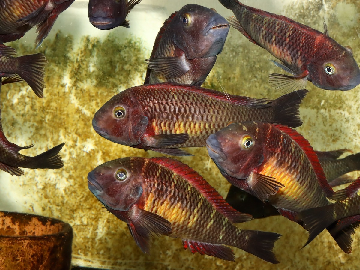 トロフェウス モーリィ レッドレインボー 繁殖 Tropheus moorii Redraibow breed 851.jpg