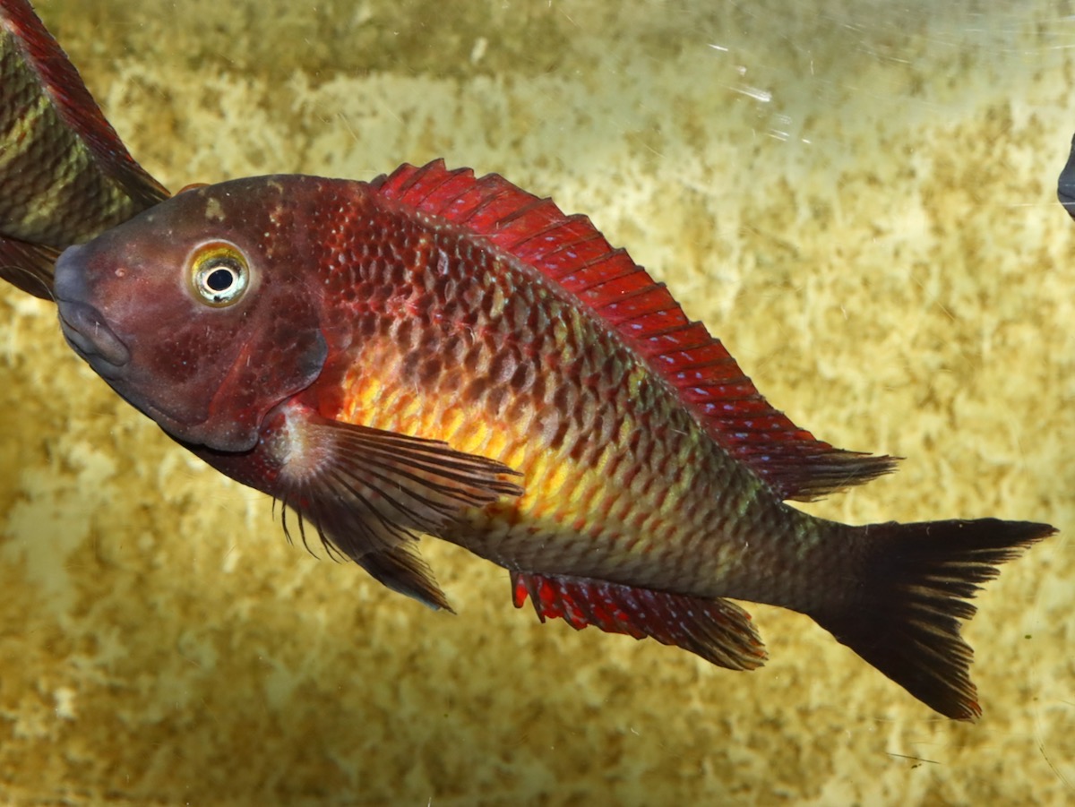 トロフェウス モーリィ レッドレインボー 繁殖 Tropheus moorii Redraibow breed 853.jpg