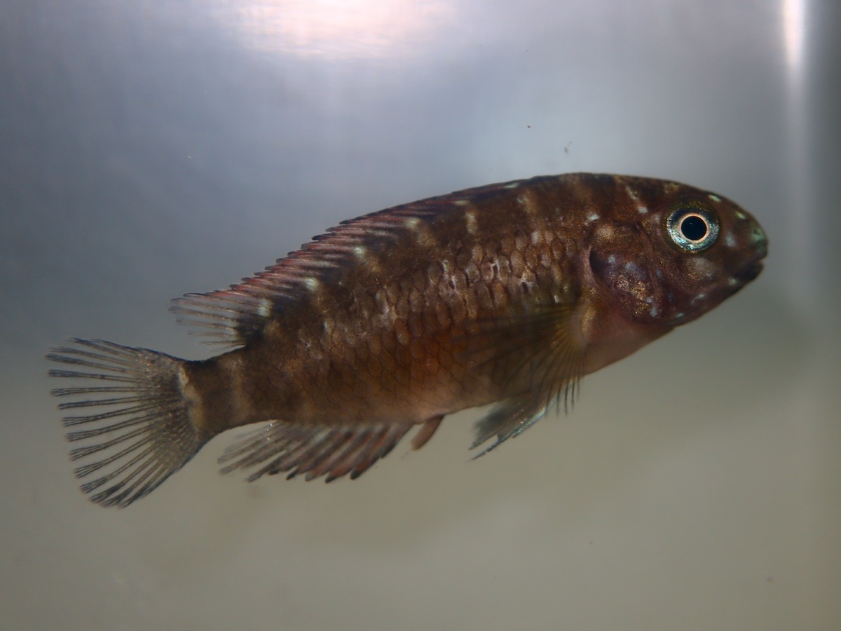 トロフェウス モーリィ レッドレインボー Tropheus moorii Red Rainbow 1153.jpg