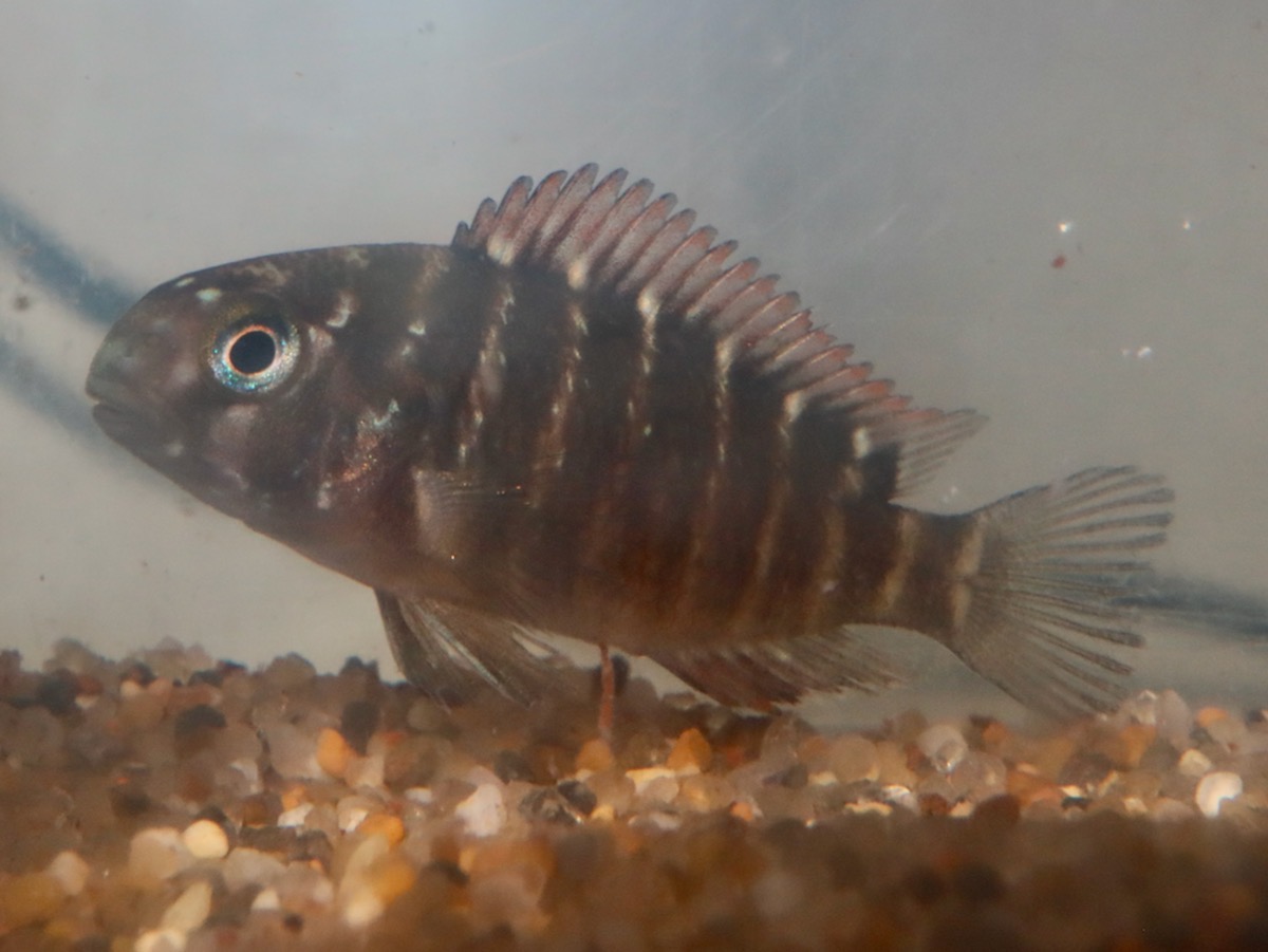 トロフェウス モーリィ レッドレインボー Tropheus moorii Red Rainbow 1154.jpg