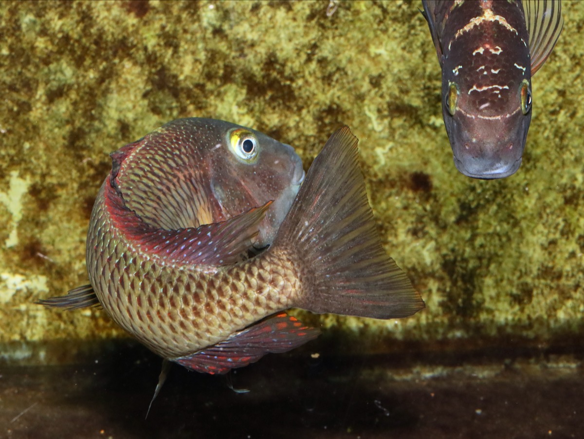 トロフェウス モーリィ レッドレインボー Tropheus moorii Red Rainbow 1164.jpg
