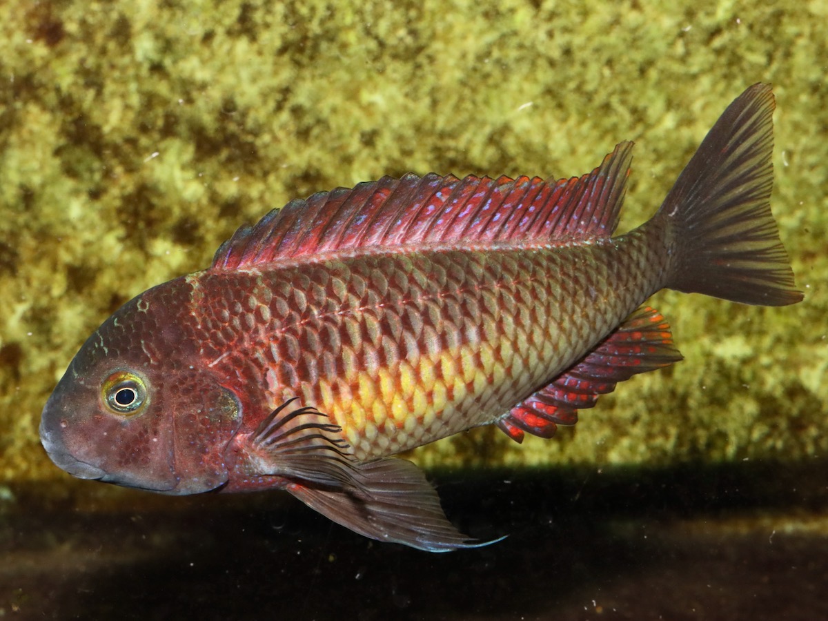 トロフェウス モーリィ レッドレインボー Tropheus moorii Red Rainbow 1165.jpg