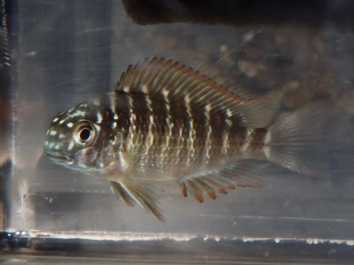 トロフェウス モーリィ レッドレインボー Tropheus moorii Red Rainbow 1166_w7.jpg