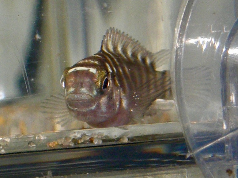 トロフェウス モーリィ レッドレインボー 繁殖 幼魚 稚魚 Tropheus moorii Red Rainbow breed fry 460.jpg