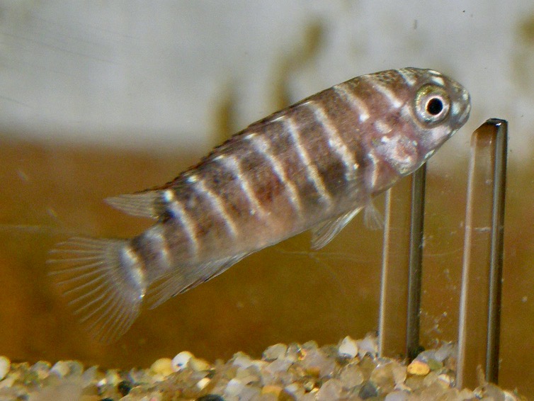 トロフェウス モーリィ レッドレインボー 繁殖 幼魚 稚魚 Tropheus moorii Red Rainbow breed fry 467.jpg