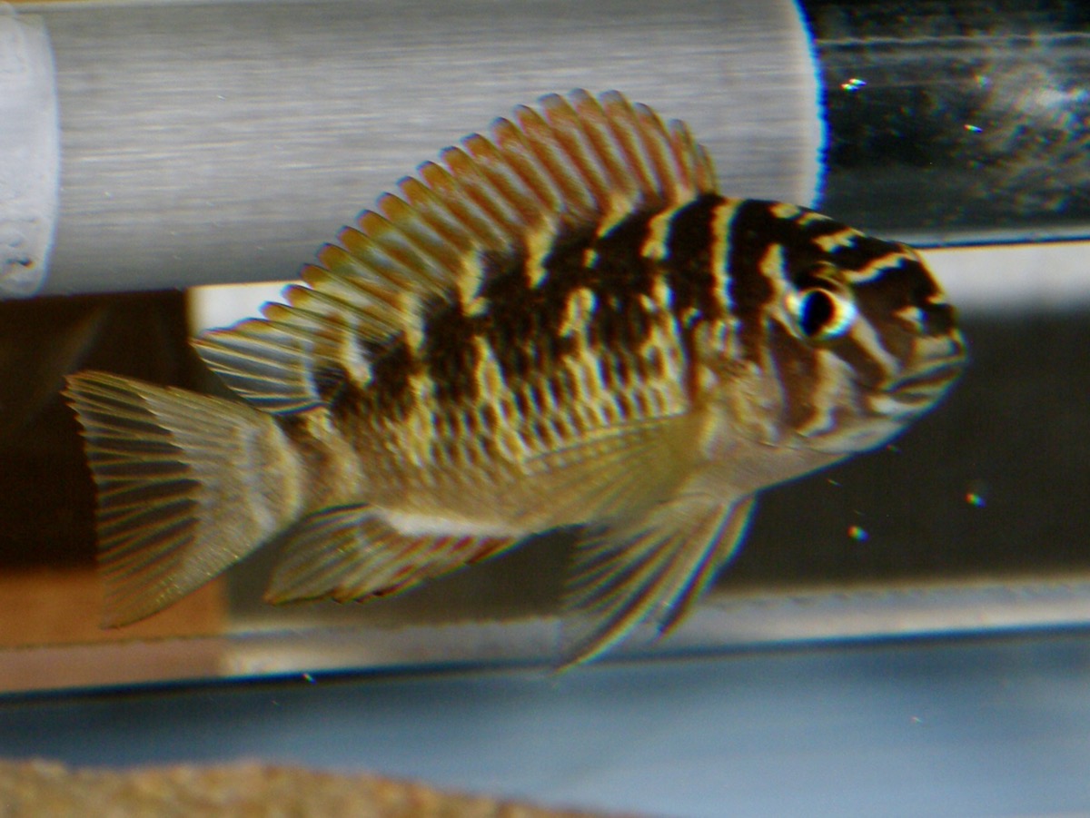 トロフェウス モーリィ レッドレインボー 繁殖 幼魚 稚魚 Tropheus moorii Red Rainbow breed fry 479.jpg