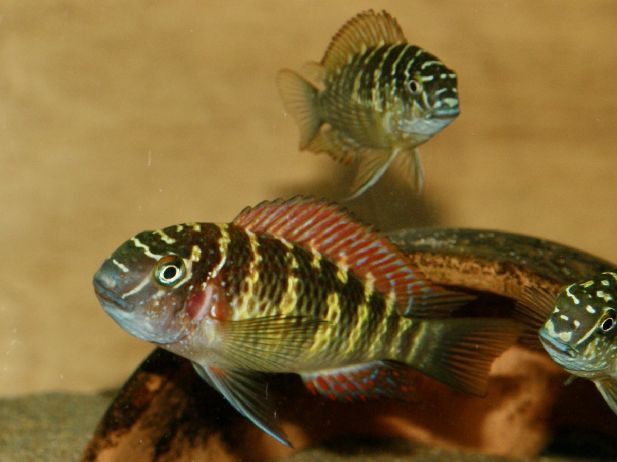 トロフェウス モーリィ レッドレインボー 繁殖 幼魚 稚魚 Tropheus moorii Red Rainbow breed fry 490.jpg