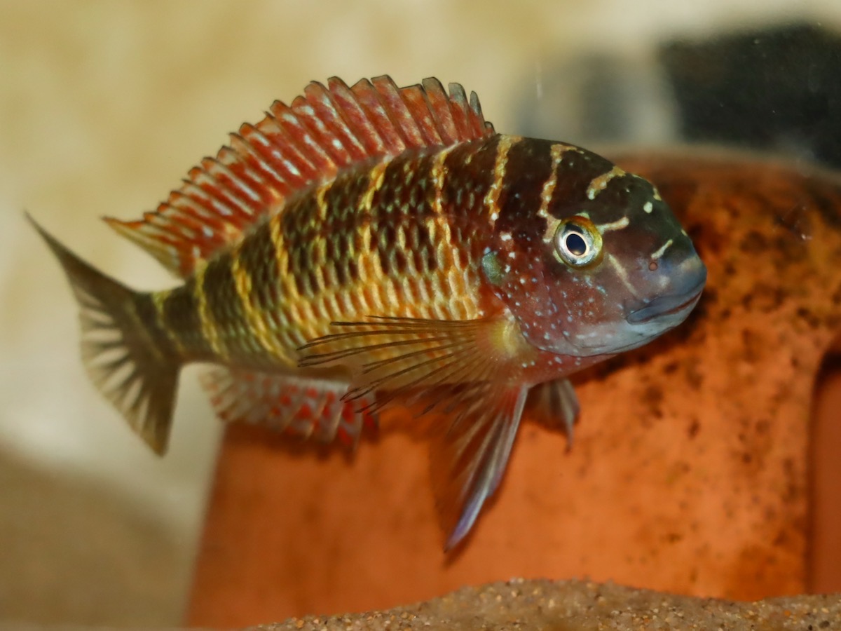 トロフェウス モーリィ レッドレインボー Tropheus moorii Red Rainbow 541.jpg