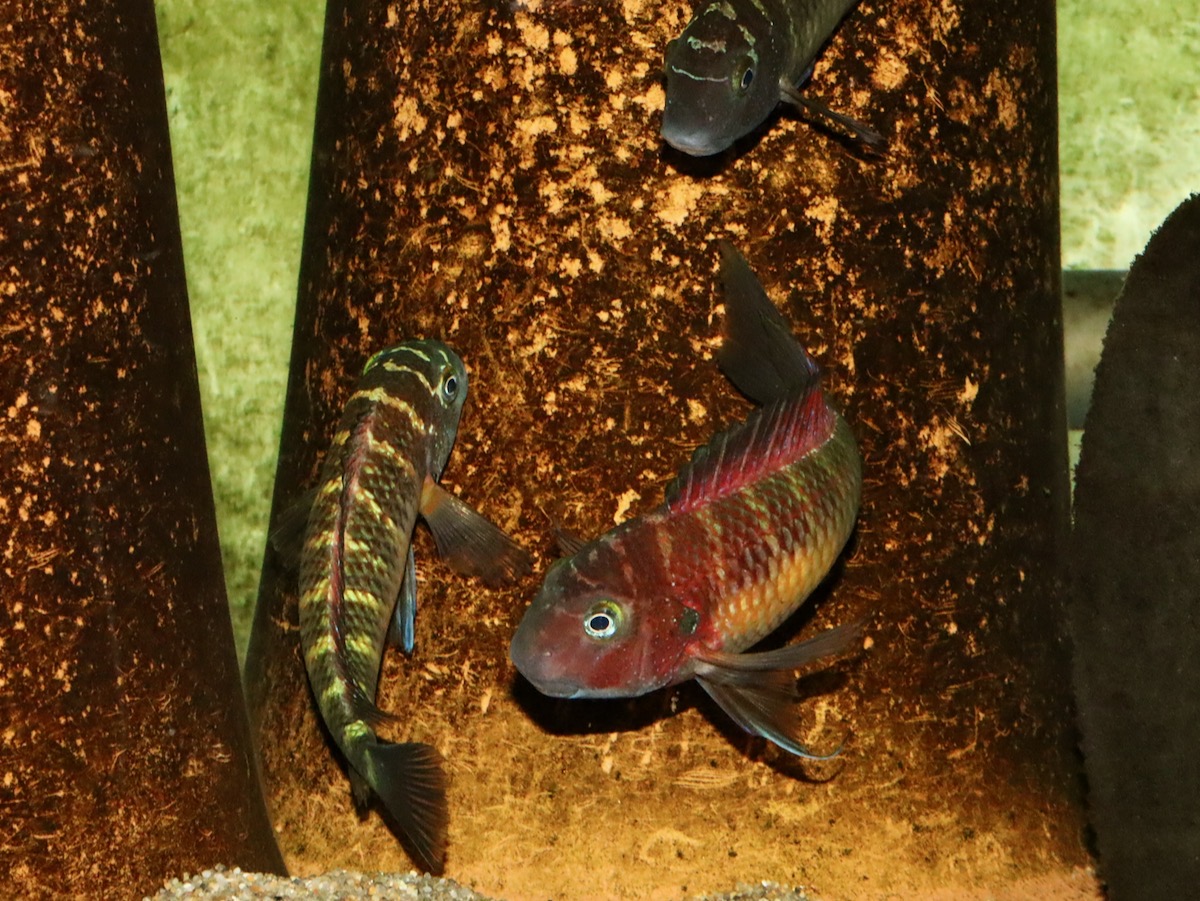 トロフェウス モーリィ レッドレインボー Tropheus moorii Red Rainbow 594.jpg