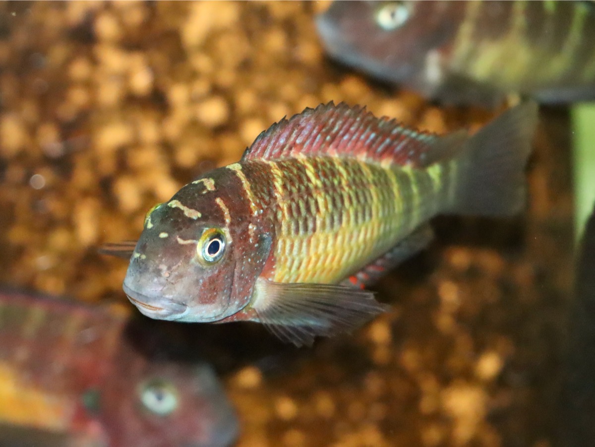 トロフェウス モーリィ レッドレインボー Tropheus moorii Red Rainbow 595.jpg