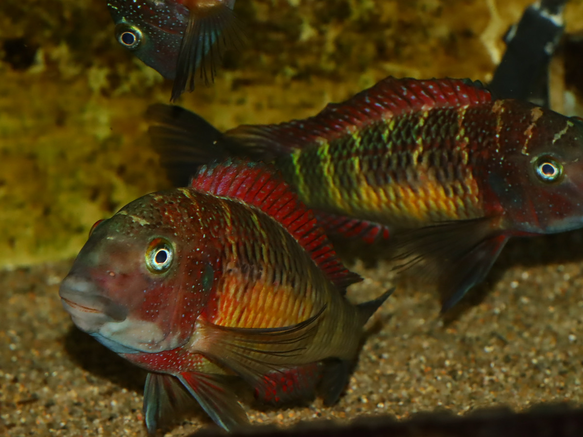 トロフェウス モーリィ レッドレインボー Tropheus moorii Red Rainbow 716.jpg