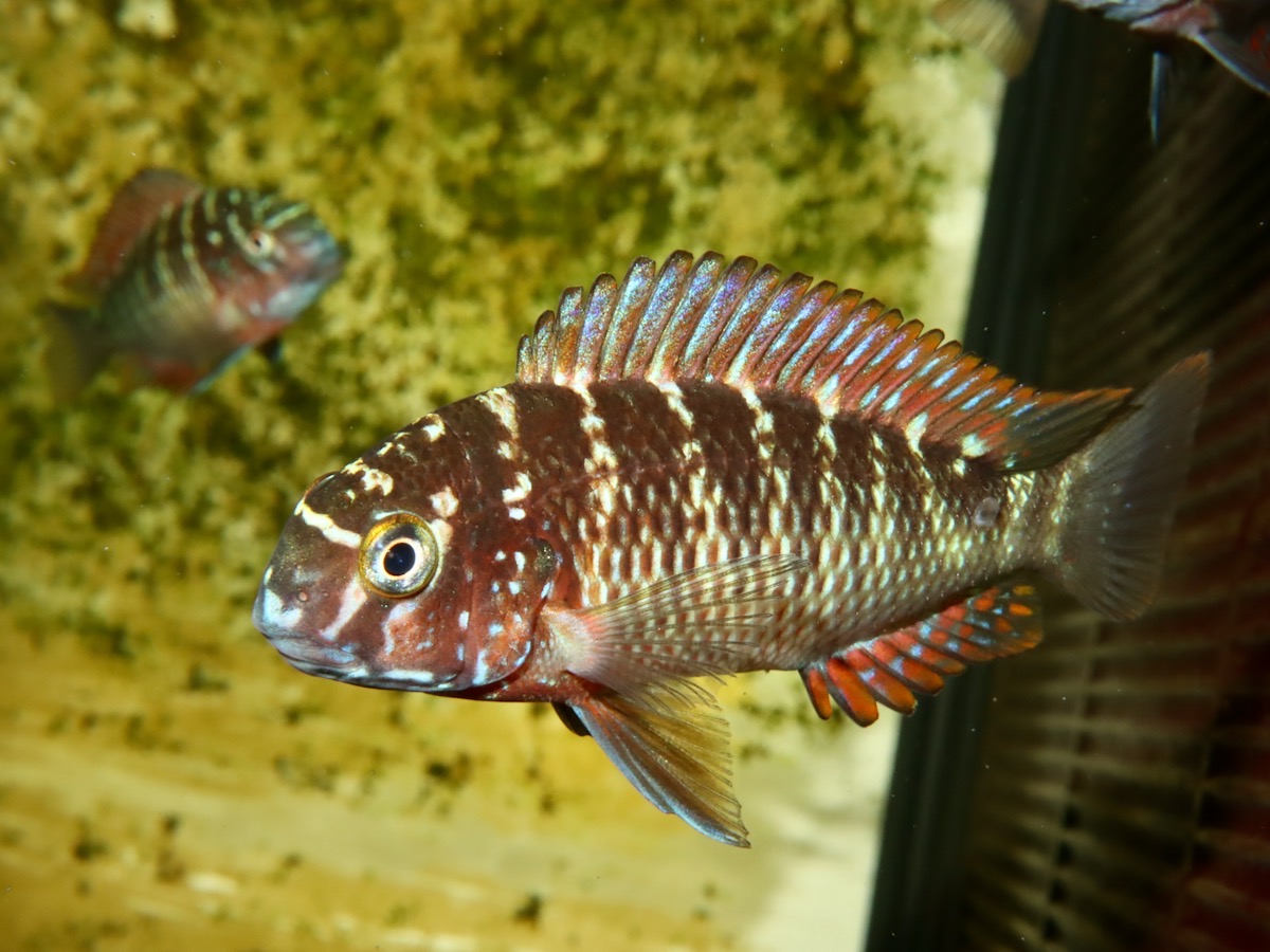 トロフェウス モーリィ レッドレインボー Tropheus moorii Red Rainbow 825.jpg