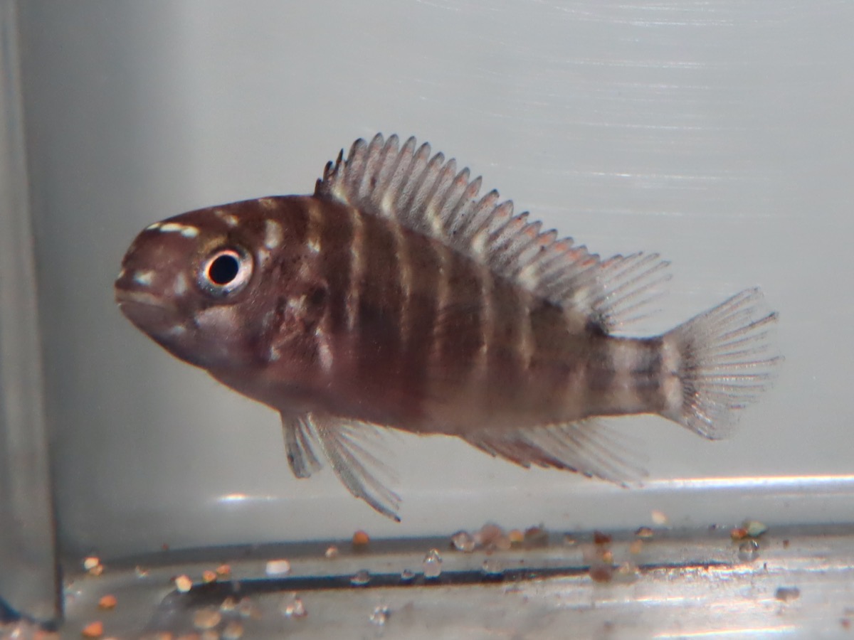 トロフェウ モーリィ レッドレインボー Tropheus moorii Red Rainbow 604.jpg