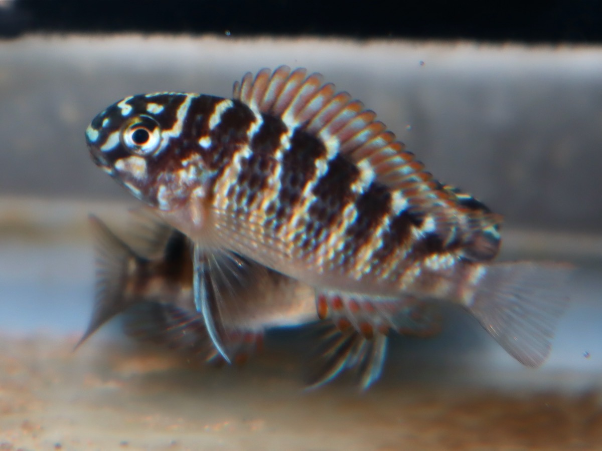 トロフェウ モーリィ レッドレインボー Tropheus moorii Red Rainbow 618.jpg