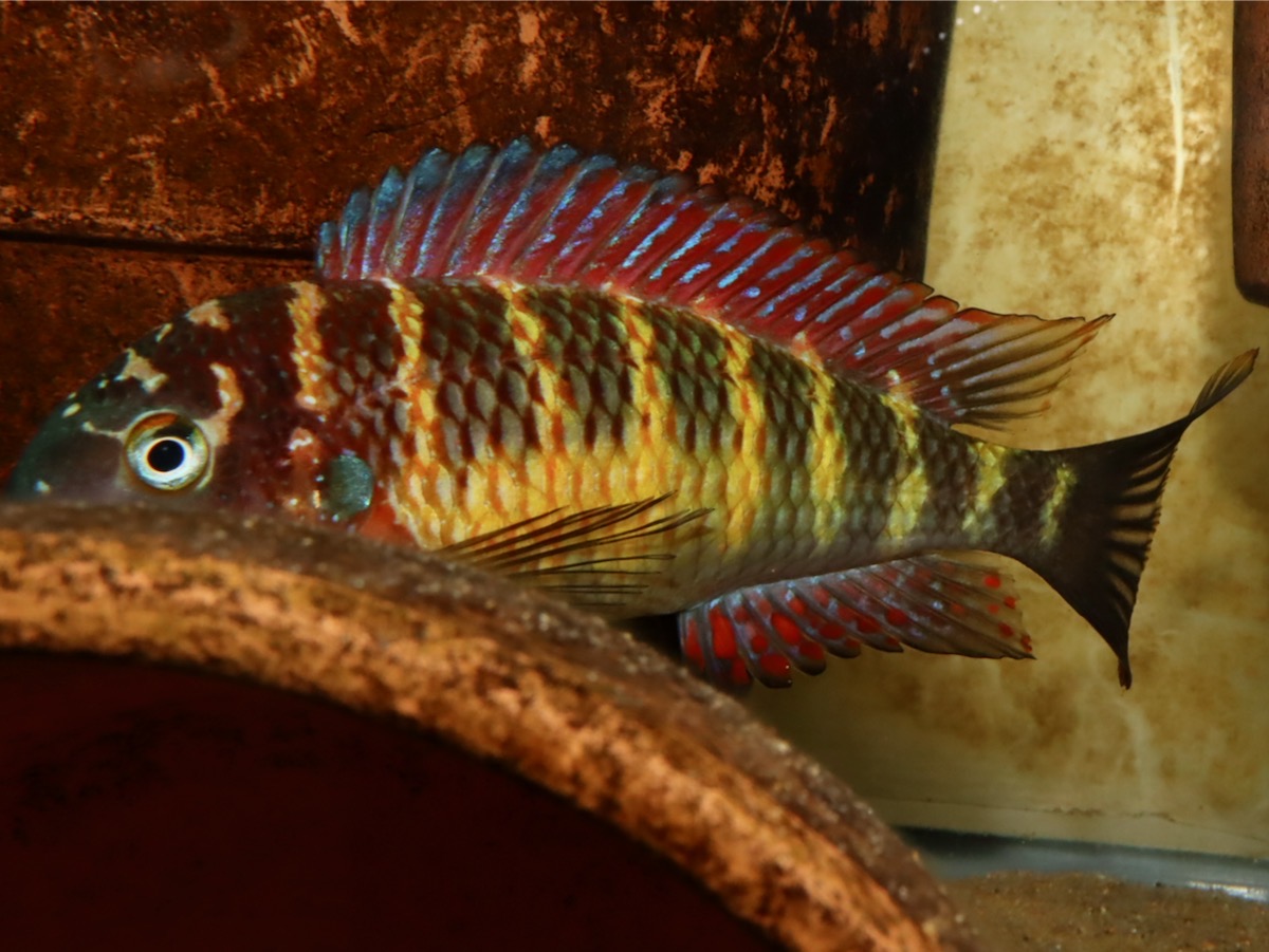 トロフェウス モーリィ レッドレインボー Tropheus moorii Red Rainbow 721.jpg